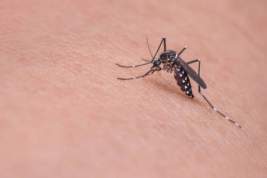 Как жители Ленобласти защищаются от комаров этим летом
