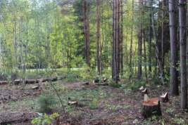 В Санкт-Петербурге вырубят более 22 тысяч деревьев из-за строительных проектов