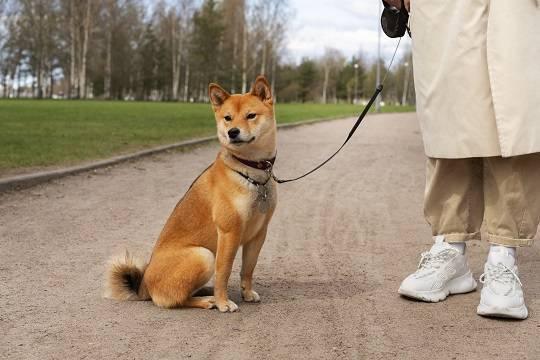 В Санкт-Петербурге обсуждают законопроект о содержании домашних собак